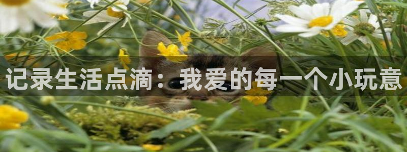 彩名堂为什么突然不能用了：记录生活点滴：